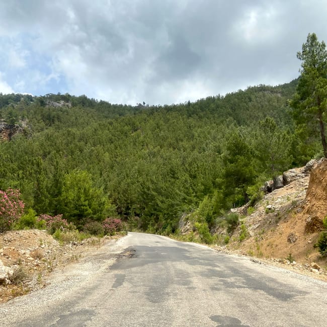 Green canyon na tureckiej riwierze: kręta droga wśród sosnowych wzgórz.