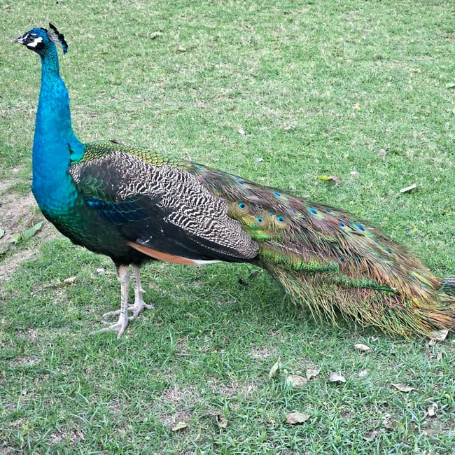 Paw w doha zoo, qatar, stojący na trawie z długim, kolorowym ogonem