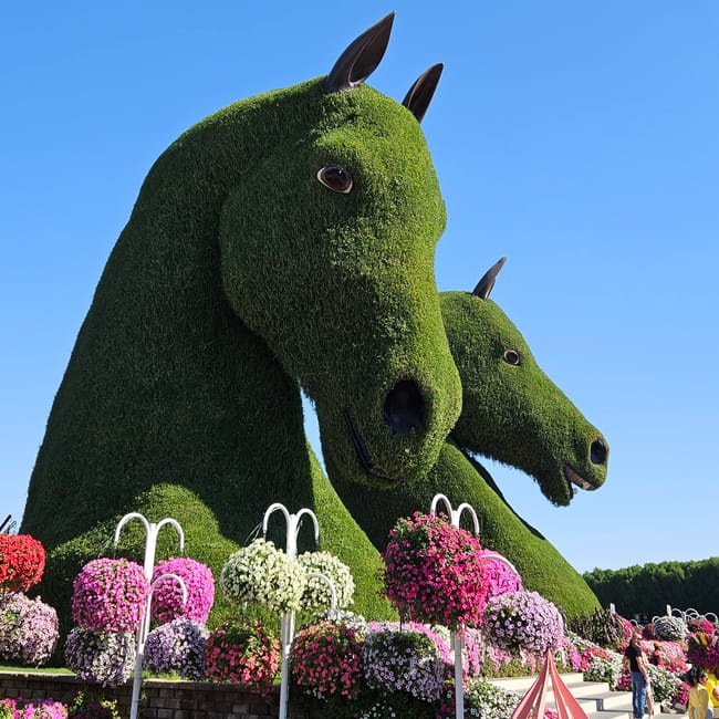 Dubai miracle garden z ogromnymi zielonymi rzeźbami koni i kolorowymi kwiatami.