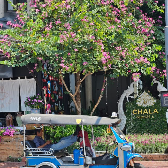 Tuk-tuk przed chala number 6 w chiang mai, pod kwitnącym drzewem.