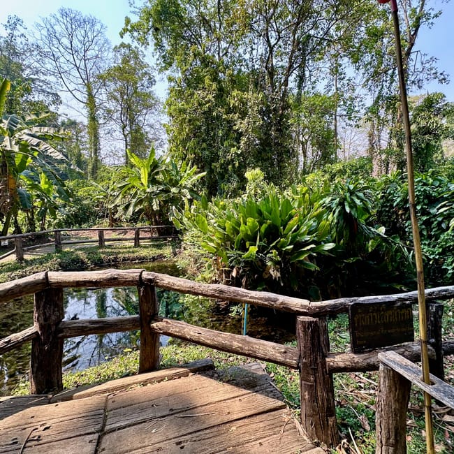 Buatong waterfall w chiang mai, drewniany pomost nad strumieniem wśród bujnej tropikalnej zieleni.