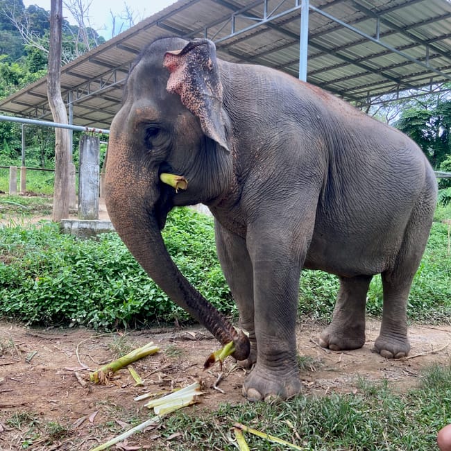 Słoń w phuket elephant sanctuary je trzciny cukrowej pod zadaszeniem.