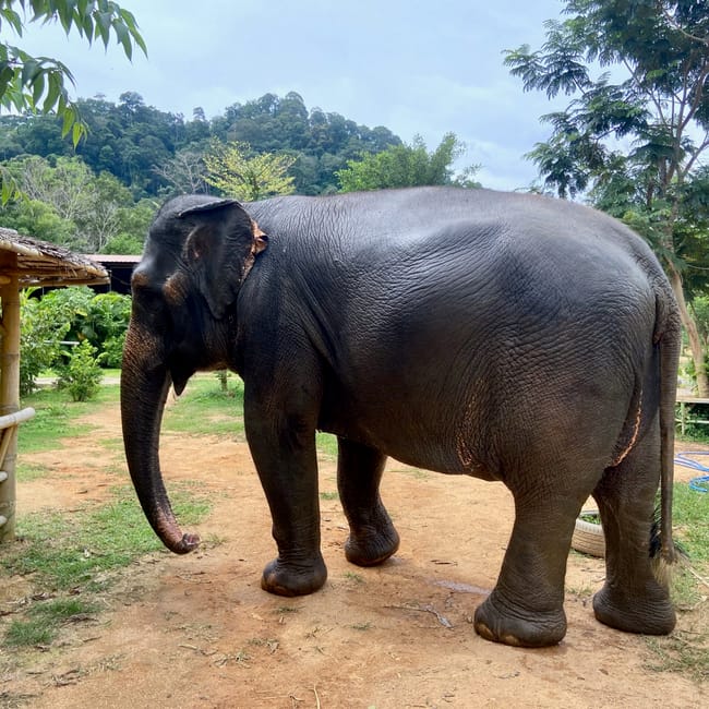 Słoń w phuket elephant sanctuary na tle tropikalnej roślinności.