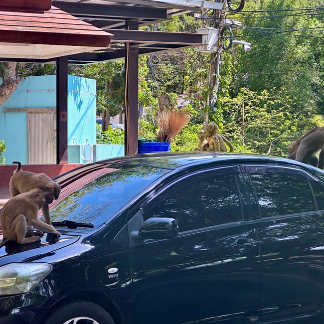 Małpy siedzące na czarnym samochodzie przy monkey hill w phuket.