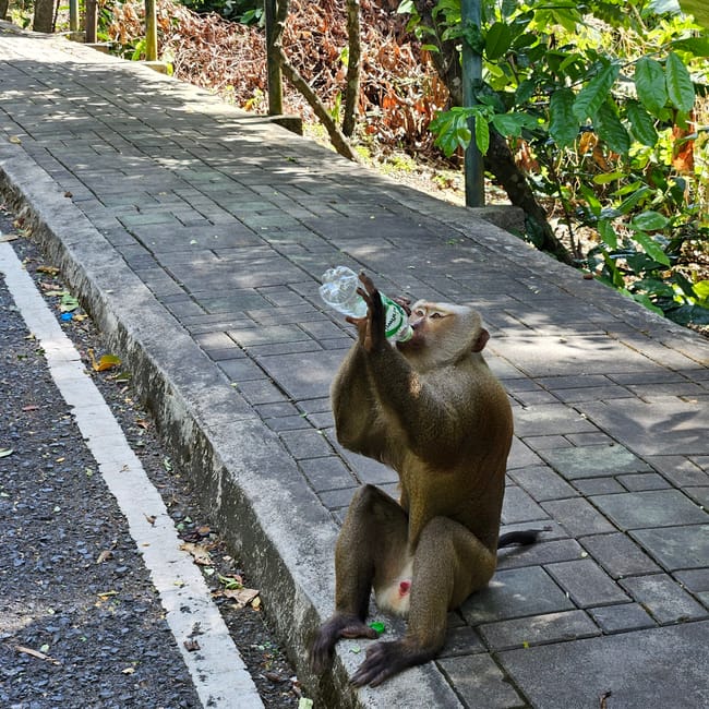 Makak na phuket monkey hill pije z plastikowej butelki przy ścieżce w lesie.