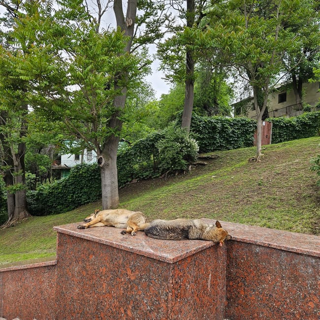 Valea park morilor w kiszyniowie: dwa psy śpią na marmurowym murku wśród drzew.
