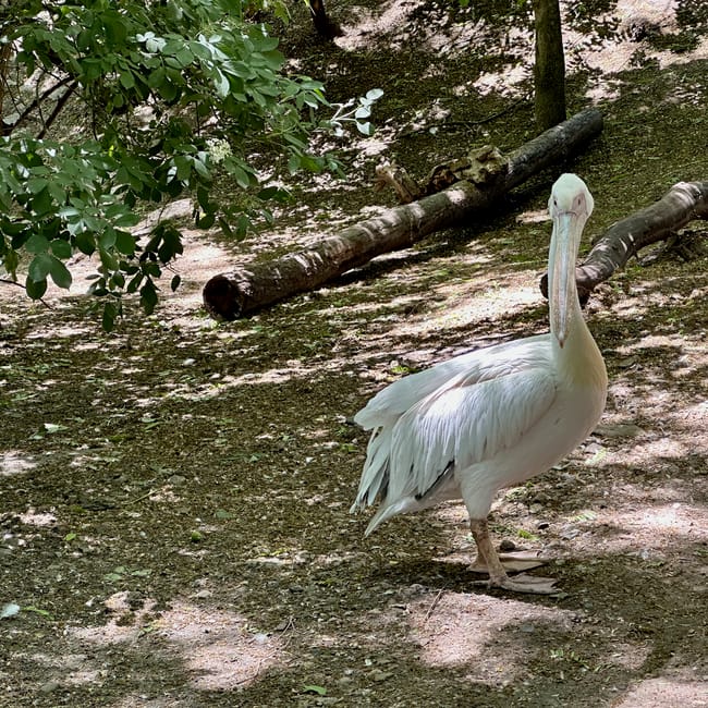 Biały pelikan w wybiegowym otoczeniu w zoo w chișinău