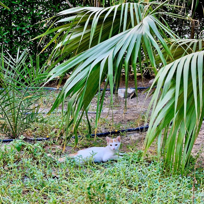 Kuwait city cat on grass, a white kitten resting among green plants and palm leaves