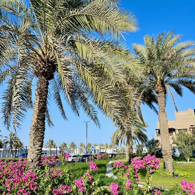 Palm trees and pink flowers in kuwait city waterfront, kuwait under a bright blue sky.