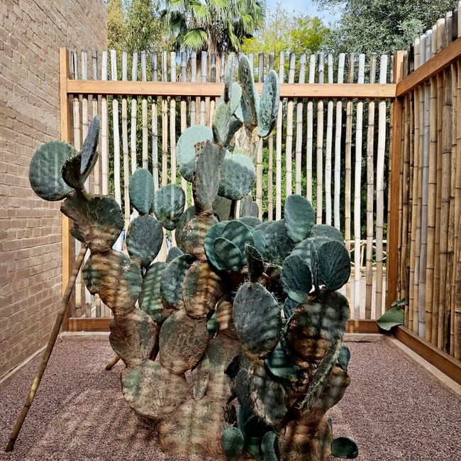 Jardin majorelle in marrakesz, morocco, with large green cactus plants behind a bamboo-and-wood fence