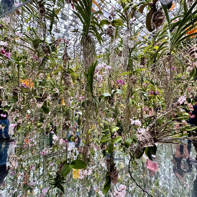 Teamlab dmm w tokio: wisząca instalacja z orchideami i lustrzanym podłogą, wśród zwiedzających