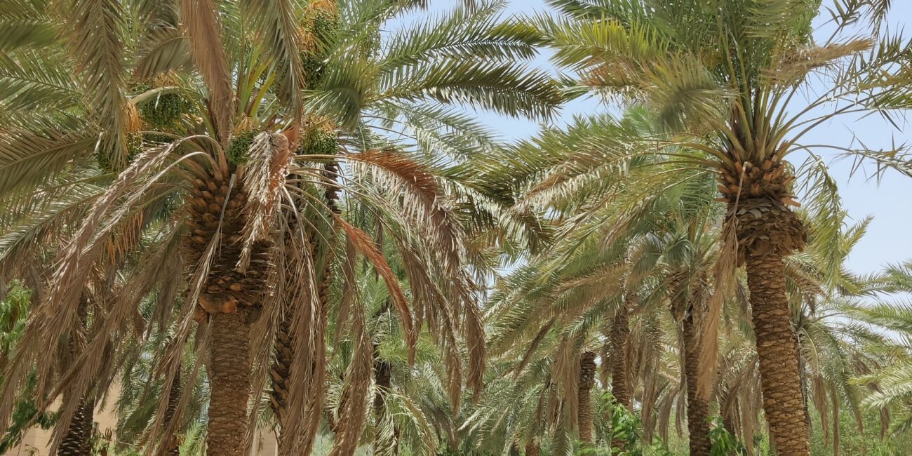 Saudi Arabia, Riyadh Najd Oasis