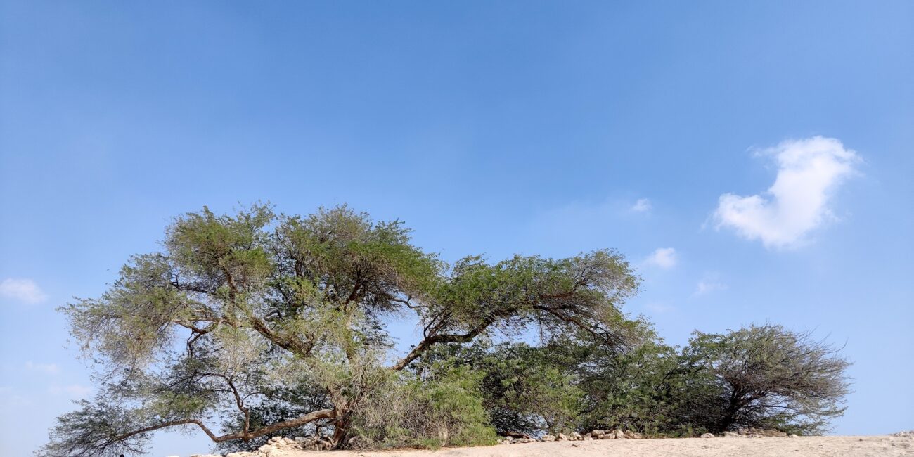 Bahrain, Tree of Life
