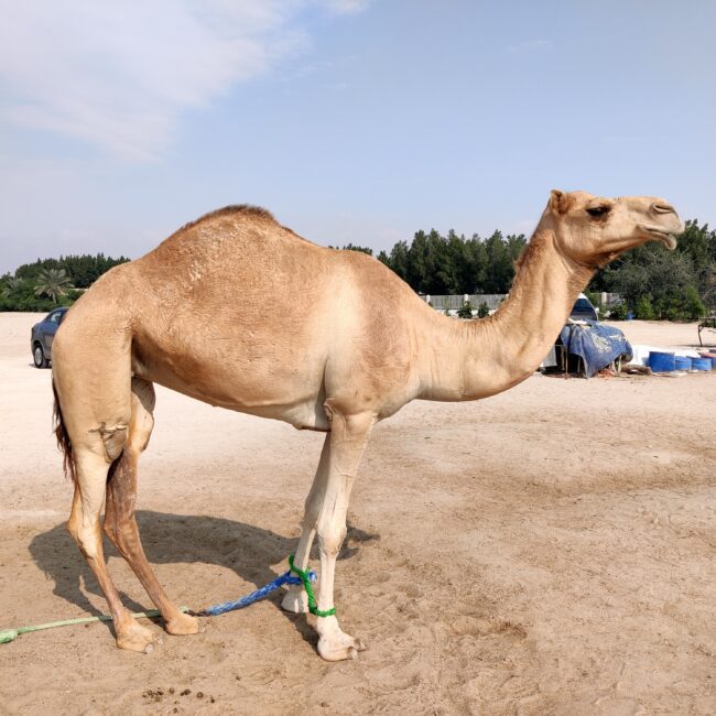 Bahrain, Camel Farm Zallaq
