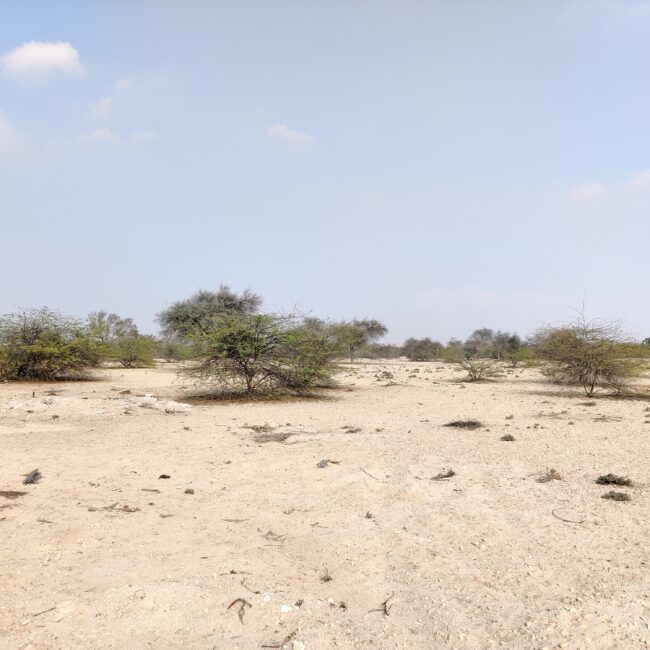 Bahrain, Al Areen Wildlife Park