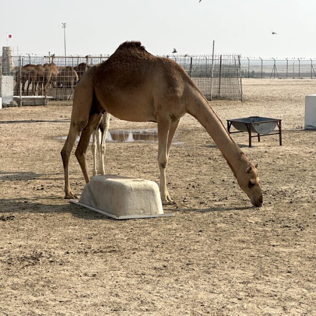 Bahrain, Camel Farm Zallaq