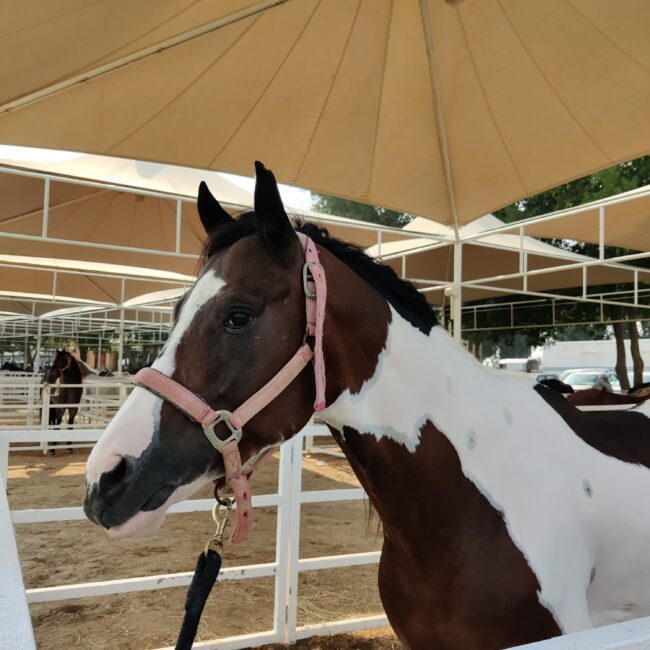 Bahrain, the bahrain royal equestrian & endurance federation