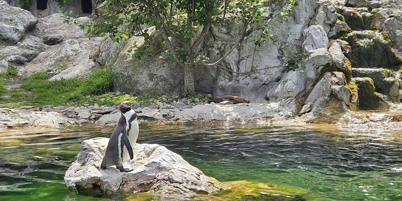 Austria, Vienna ZOO