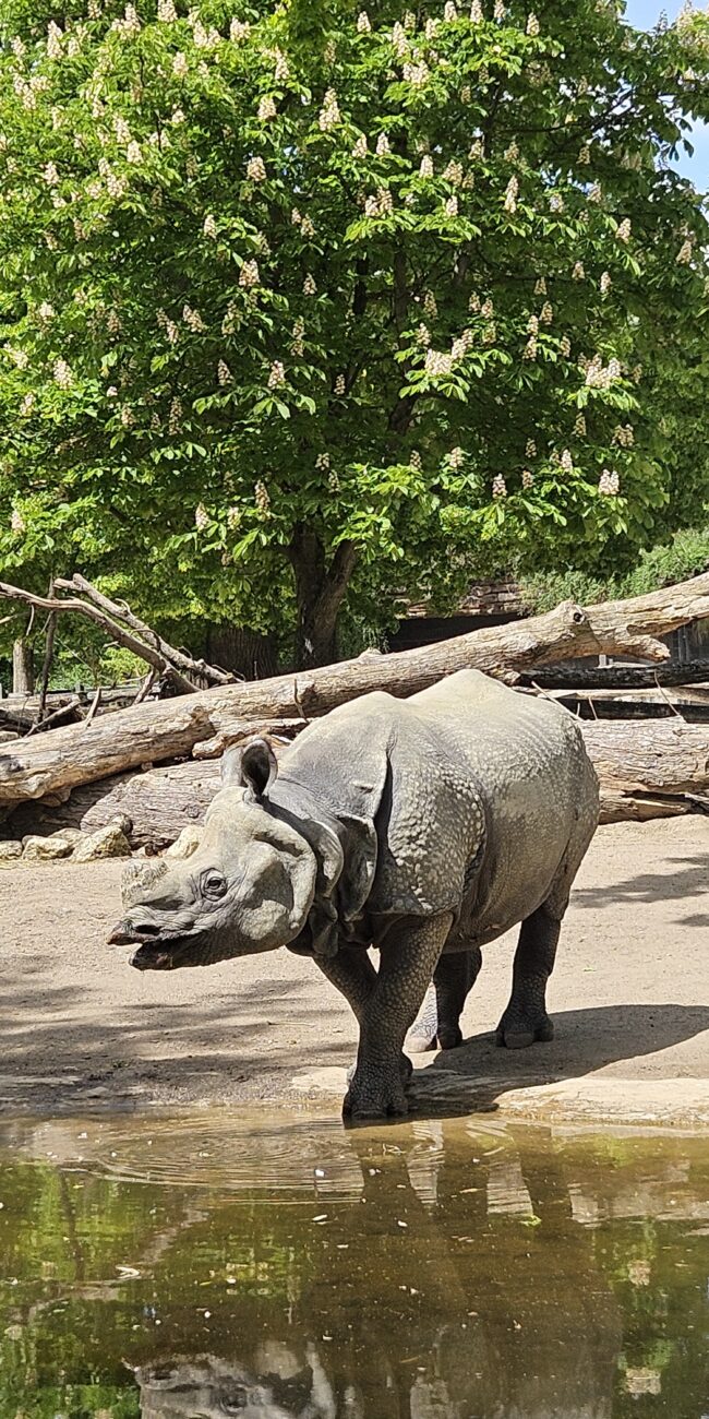 Austria, vienna zoo