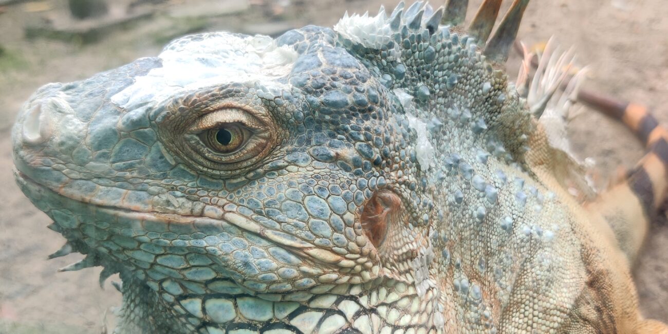 Vietnam, Ho Chi Minh ZOO