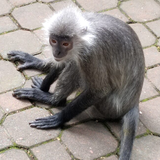 Vietnam, Ho Chi Minh ZOO