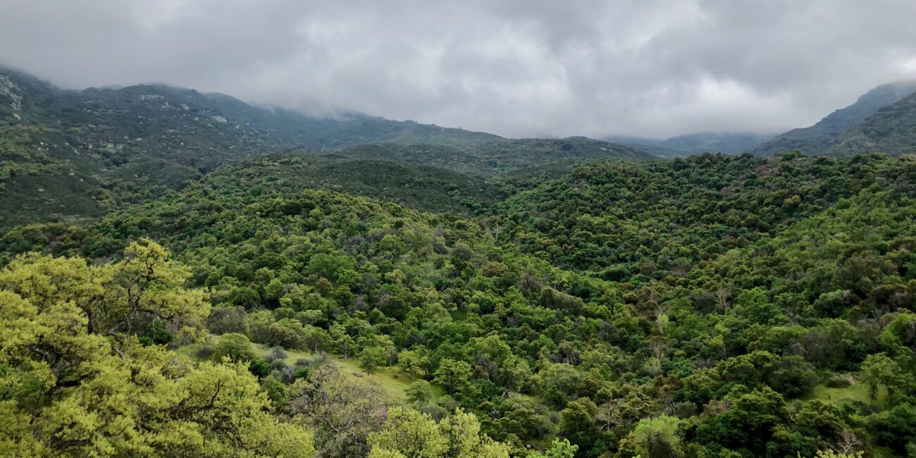Usa, sequoia national park article photo