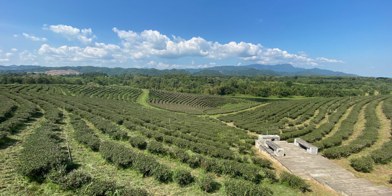 Thailand, Chiang Rai Choui Fong Tea