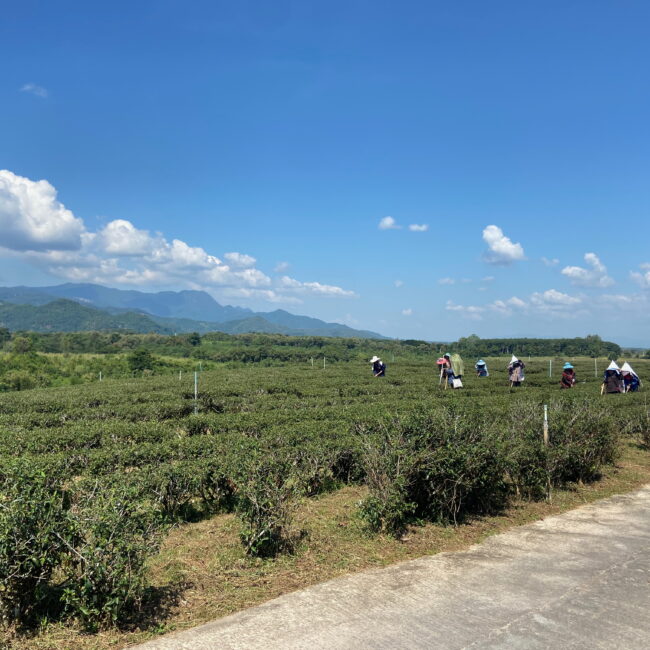 Thailand, Chiang Rai Choui Fong Tea