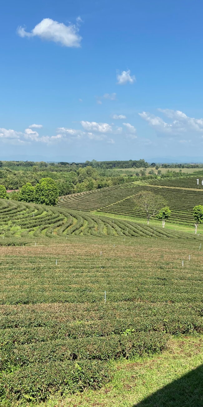 Thailand, Chiang Rai Choui Fong Tea