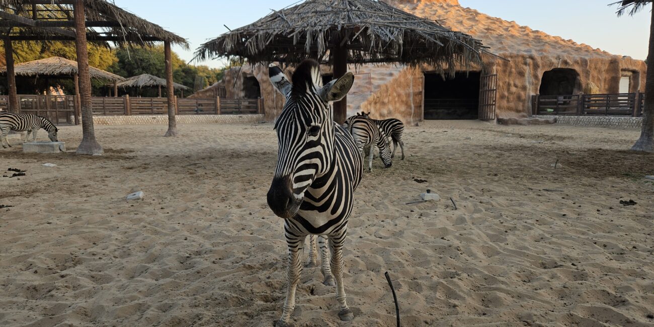 Qatar, Doha Zoo