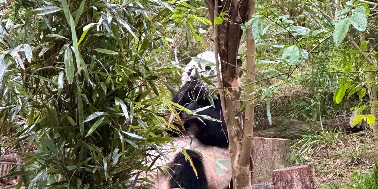 China, Chengdu Research Base of Giant Panda Breeding