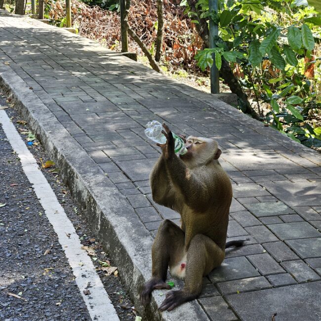 Thailand, Phuket Monkey Hill