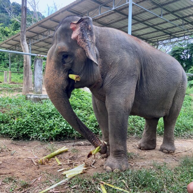 Thailand, Phuket Elephant Sanctuary