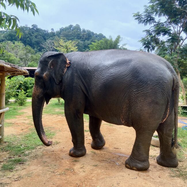 Thailand, Phuket Elephant Sanctuary