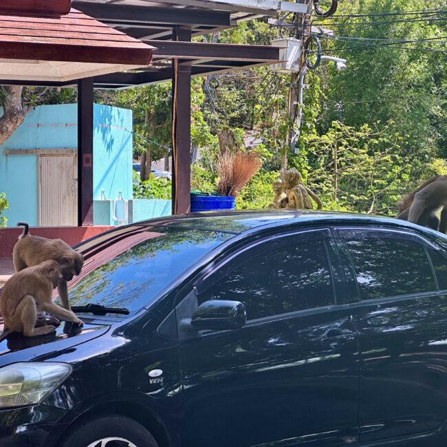 Thailand, Phuket Monkey Hill