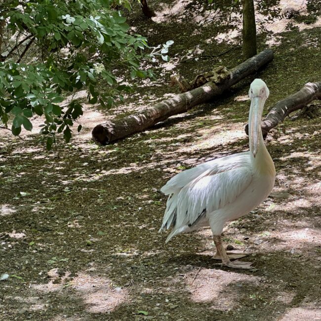 Moldova, Chișinău Zoo