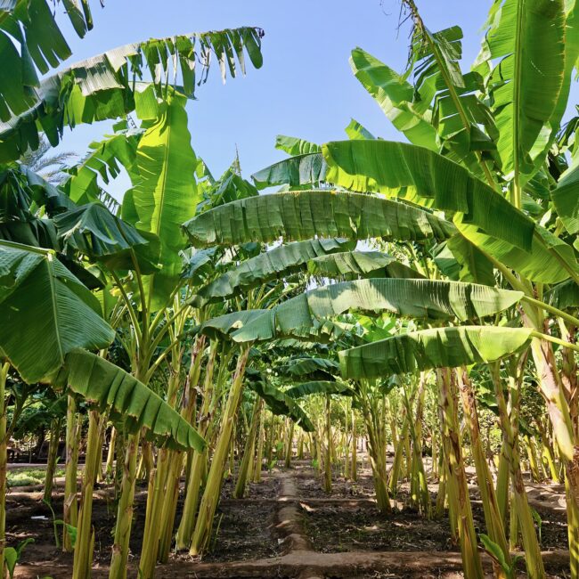 Saudi arabia, al ula oasis near old town