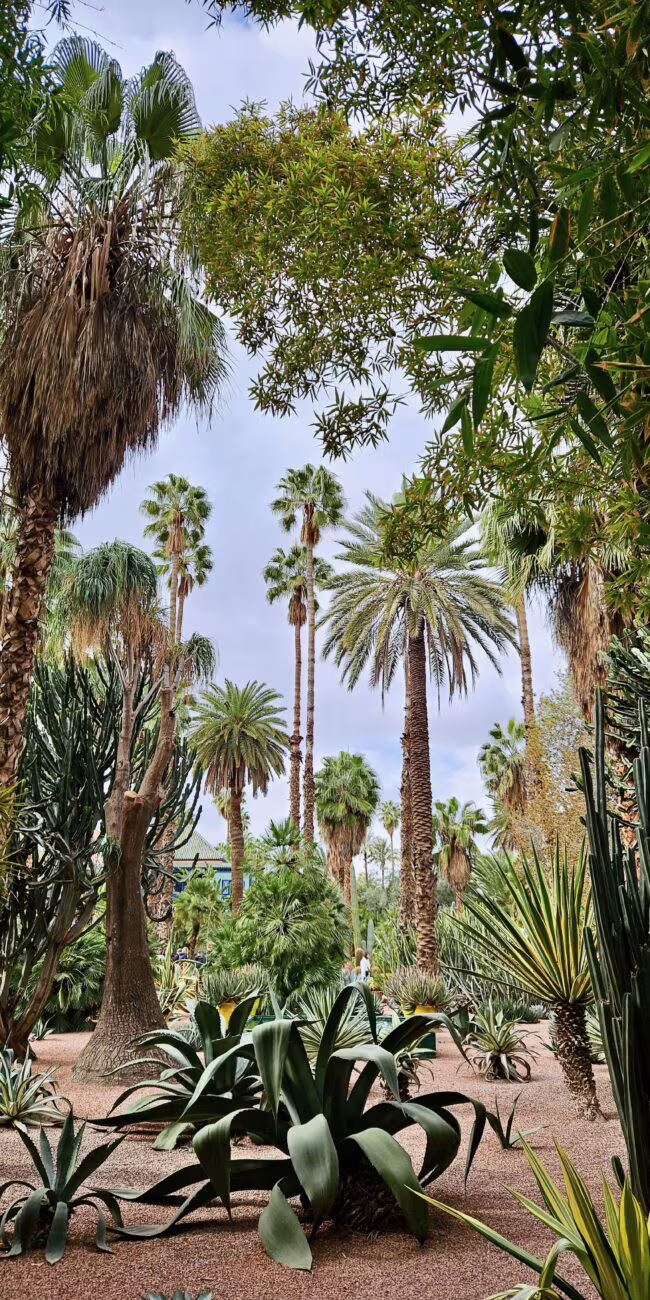 Widok ogrodu botanicznego z palmami i kaktusami; w centrum niskie agawy, wokół żwirowa ścieżka i bujna zielona roślinność.