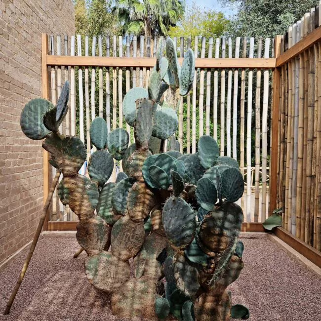 Ogromny kaktus opuncji figowej w ogrodzie za drewnianą ścianą i żwirowym gruntem, otoczony palmami i wysokimi roślinami.