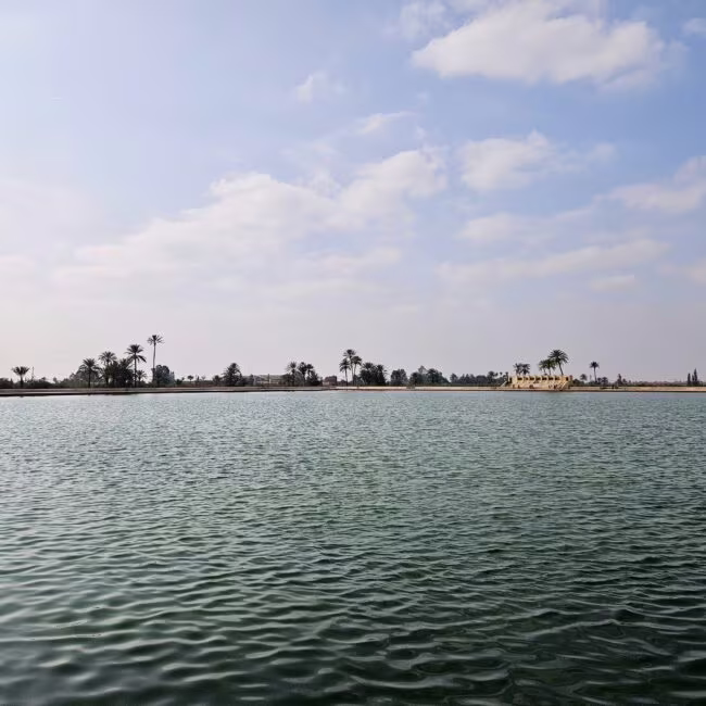 Widok na spokojny kanał z palmami wzdłuż brzegu i zabudowaniami w tle, pod jasnym, lekko pochmurnym niebem.